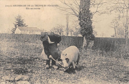 Cpa recherche la truffe - recherche, de