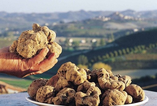 Tuber magnatum tartufo - tartufo, micelio
