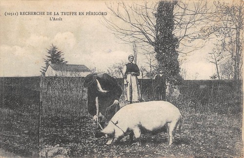 Cpa recherche la truffe - cpa,